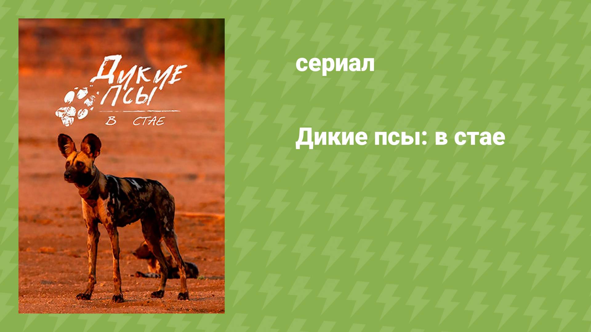 Дикие псы: в стае (документальный сериал, 2022)