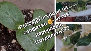 Огурцы: рассада, вредители, болезни.