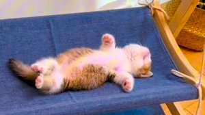 Коты все