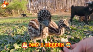 Страусы Эму