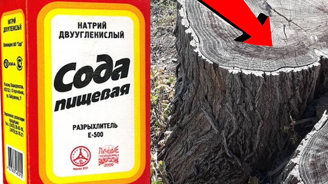 Как избавиться от пня За 3 Секунды.!.!.!