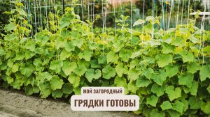 Мой Загородный