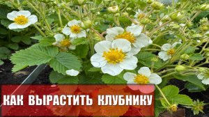 Дачные технологии
