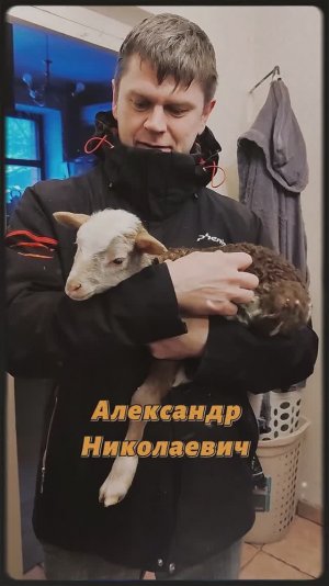 Семейная ферма: Катумские овцы, Голштинская корова, мини - овчарки Шипперке