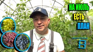 ВИНОГРАД В ТЕПЛИЦЕ - ХОББИ УРАЛЬЦА