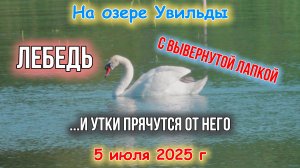 Животный мир