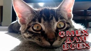 СМЕХ ДЛЯ ВСЕХ