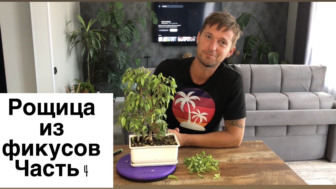 Рощица из фикусов