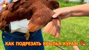 Советы птицеводу
