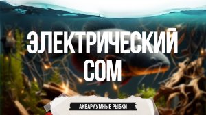 Аквариумные рыбки