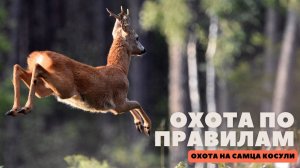 Охота по правилам