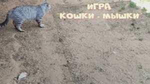 Природа, прогулки, сборы трав, ягод и грибов