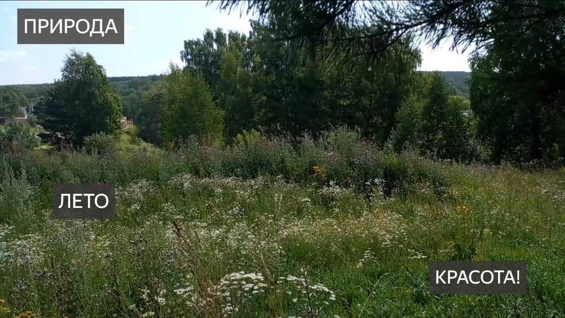 Папоротник. Сбор. Польза. Заготовка. Рецепты. Виды папоротников Как не ошибиться в сборе