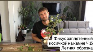 Фикус заплетенный косичкой на камне