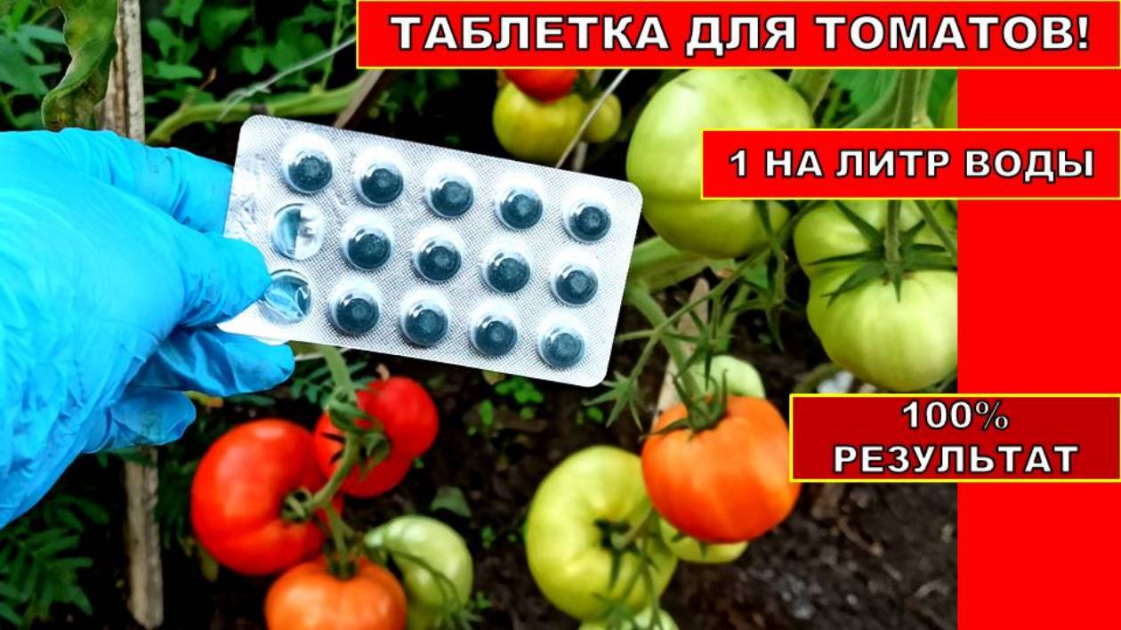 ВЫРАЩИВАНИЕ ТОМАТОВ