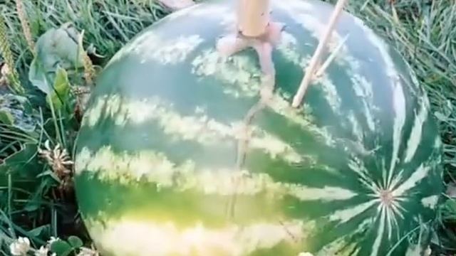 разное