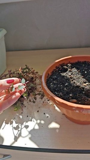 Короткие ролики до 1 минуты