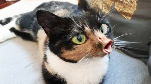Я РЖАЛ ДО СЛЕЗ 😹 СМЕШНЫЕ КОШКИ И СОБАКИ | СМЕШНЫЕ ЖИВОТНЫЕ 2025