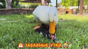 Забавные моменты из жизни птиц и животных