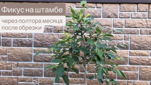 Фикус на штамбе