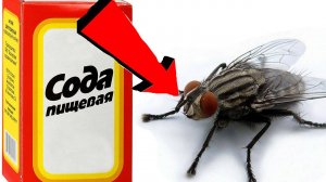 Как избавиться от мух за 3 Секунды..!.!.!.