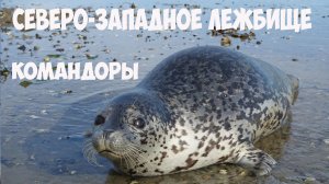 Командоры