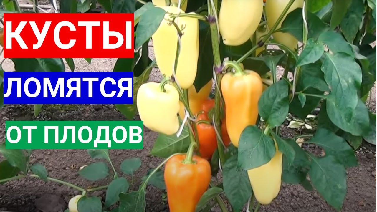 ПЕРЕЦ