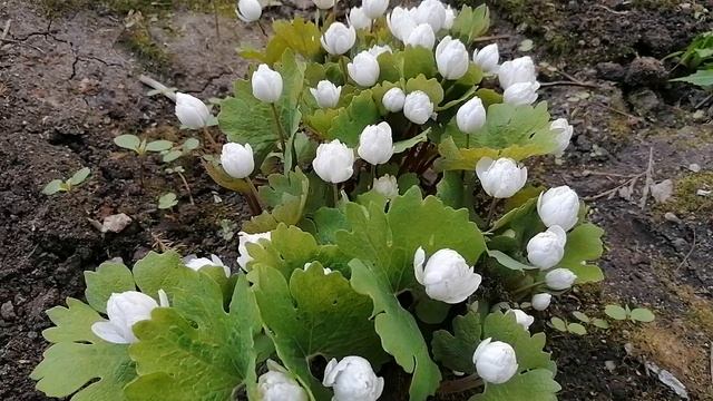 Видеопортрет растения. Видео из моего сада.