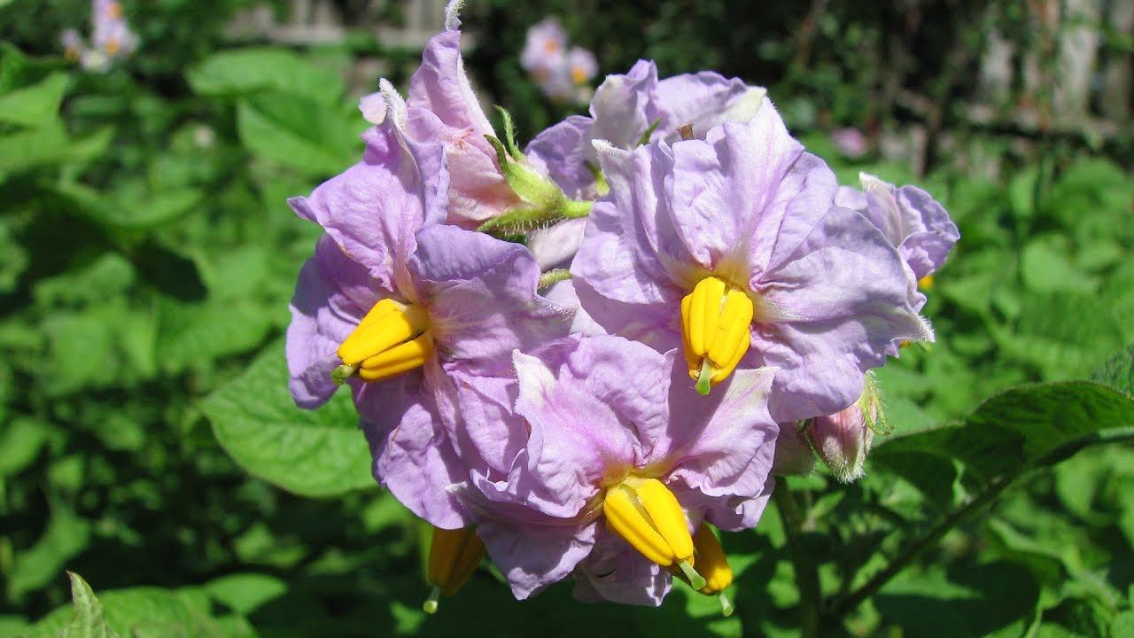 КАРТОФЕЛЬ
