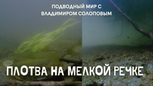 Подводный мир с Владимиром Солоповым